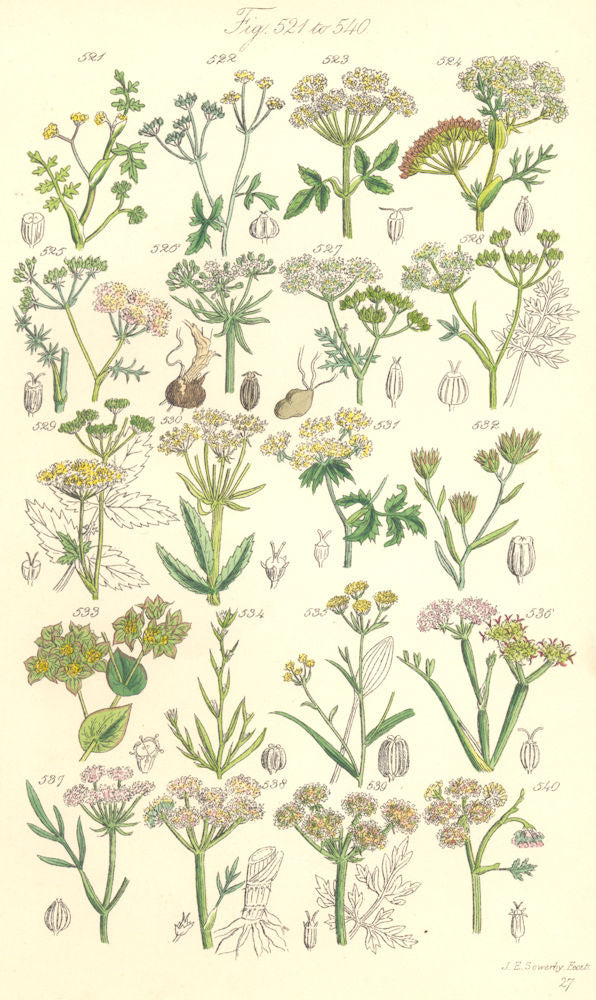 WILD FLOWERS. Water Stone-wort Gout Weed Caraway Saxifrage Parsnip. SOWERBY 1890